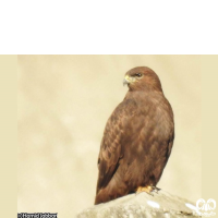 گونه سارگپه استپی Common Buzzard